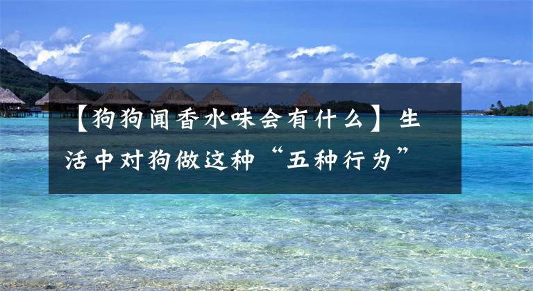 【狗狗闻香水味会有什么】生活中对狗做这种“五种行为”会讨厌你的。文章配图