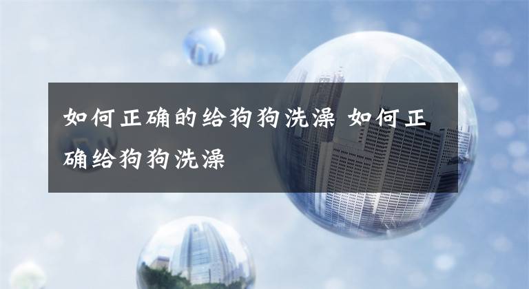 如何正确的给狗狗洗澡 如何正确给狗狗洗澡文章配图