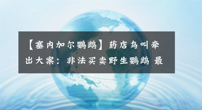 【塞内加尔鹦鹉】药店鸟叫牵出大案：非法买卖野生鹦鹉 最贵售价20万