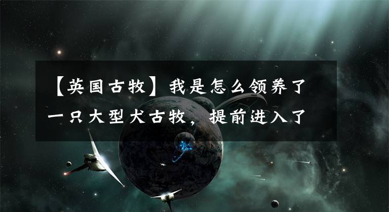 【英国古牧】我是怎么领养了一只大型犬古牧，提前进入了猫狗双全的人生