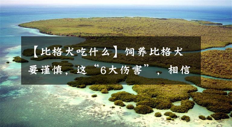 【比格犬吃什么】饲养比格犬要谨慎，这“6大伤害”，相信只有养过比格犬的人才懂