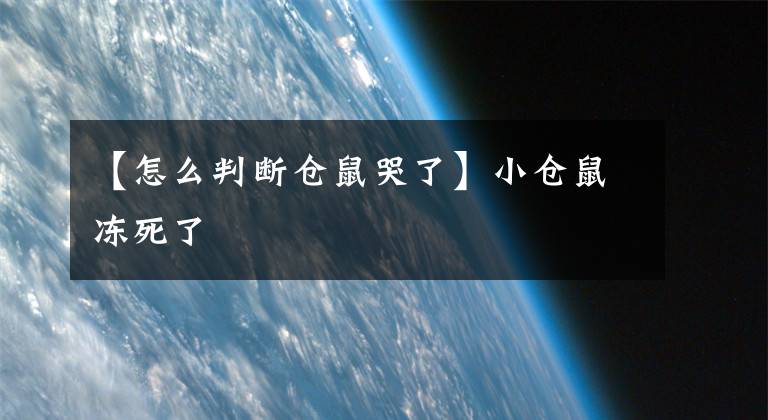 【怎么判断仓鼠哭了】小仓鼠冻死了