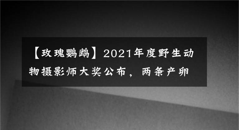 【玫瑰鹦鹉】2021年度野生动物摄影师大奖公布，两条产卵的鱼获总冠军