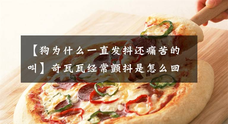 【狗为什么一直发抖还痛苦的叫】奇瓦瓦经常颤抖是怎么回事？大家不要担心，我会告诉你的文章配图