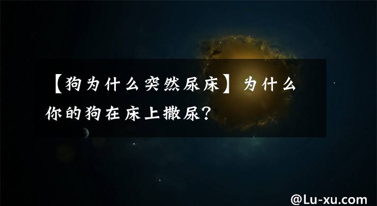 【狗为什么突然尿床】为什么你的狗在床上撒尿？