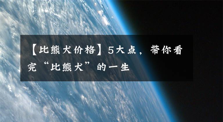 【比熊犬价格】5大点，带你看完“比熊犬”的一生