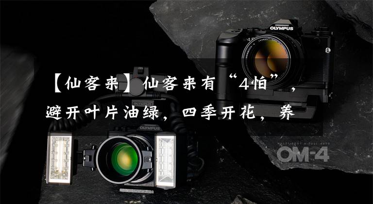 【仙客来】仙客来有“4怕”，避开叶片油绿，四季开花，养不好的看过来文章配图