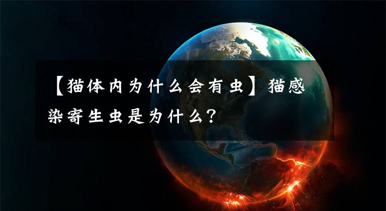 【猫体内为什么会有虫】猫感染寄生虫是为什么？