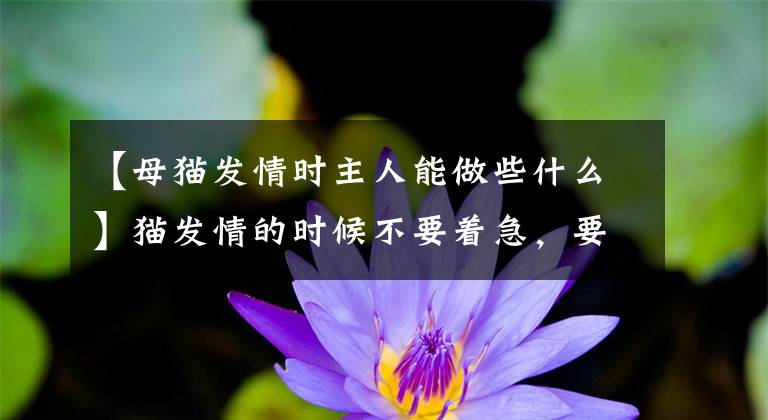 【母猫发情时主人能做些什么】猫发情的时候不要着急，要再耐心一点，才是合格的铲屎官文章配图