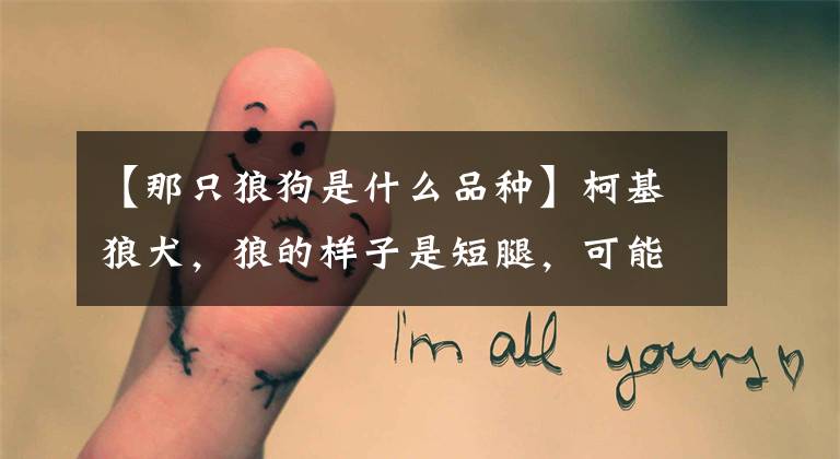 【那只狼狗是什么品种】柯基狼犬，狼的样子是短腿，可能是最可爱的狼狗文章配图