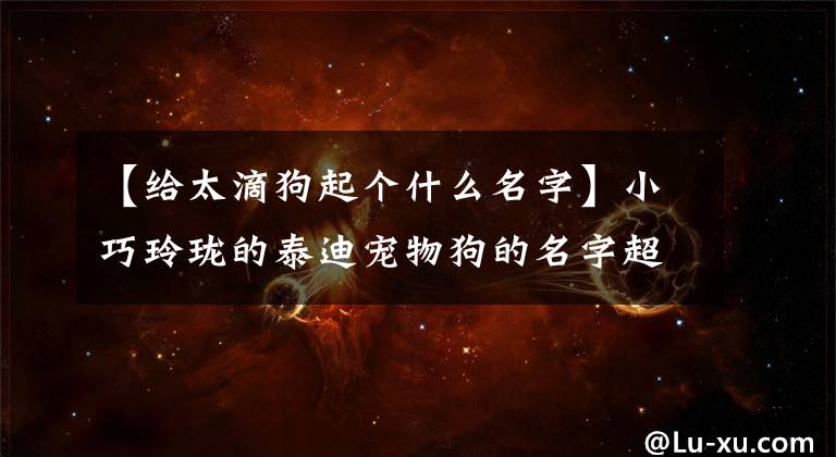 【给太滴狗起个什么名字】小巧玲珑的泰迪宠物狗的名字超经典-可爱之处