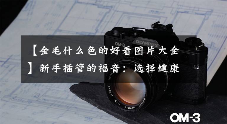 【金毛什么色的好看图片大全】新手插管的福音：选择健康金毛的六大秘诀文章配图