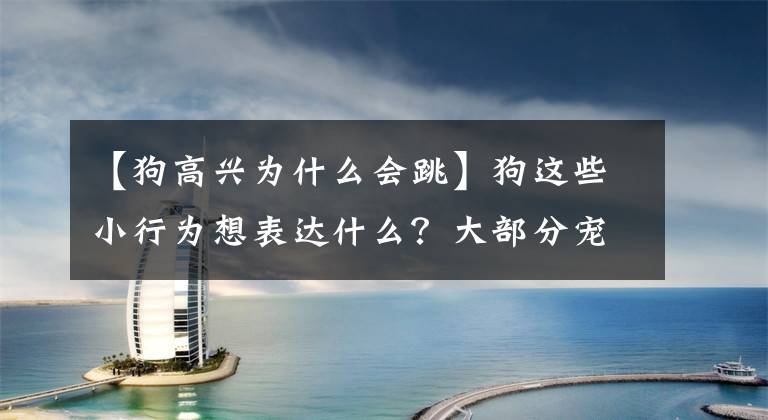 【狗高兴为什么会跳】狗这些小行为想表达什么？大部分宠主都误会了文章配图