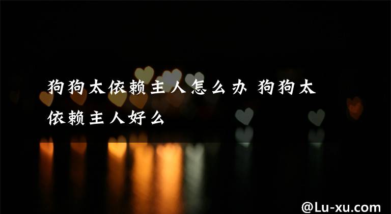 狗狗太依赖主人怎么办 狗狗太依赖主人好么文章配图