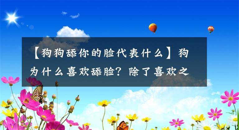 【狗狗舔你的脸代表什么】狗为什么喜欢舔脸？除了喜欢之外，其他两个原因都很喜欢文章配图