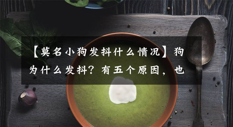 【莫名小狗发抖什么情况】狗为什么发抖？有五个原因，也许它在告诉你什么。文章配图