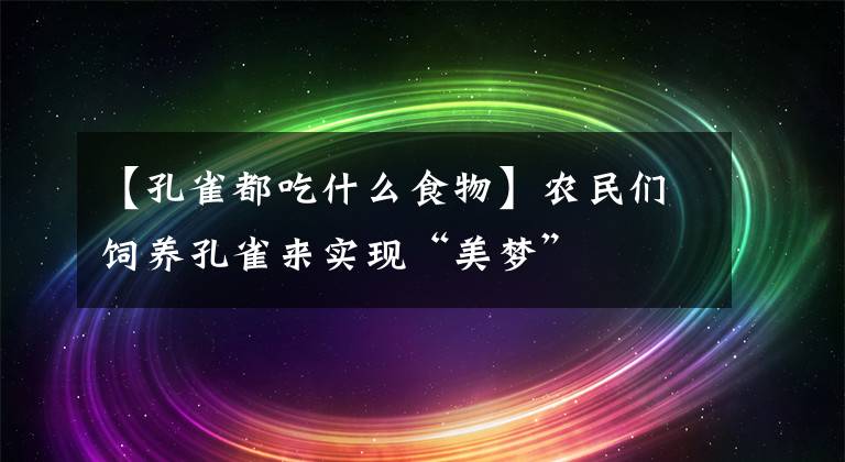 【孔雀都吃什么食物】农民们饲养孔雀来实现“美梦”