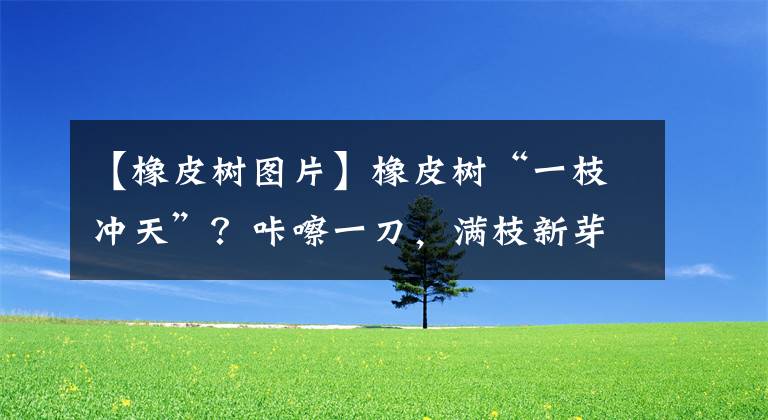 【橡皮树图片】橡皮树“一枝冲天”？咔嚓一刀，满枝新芽冒，变成“老树桩”