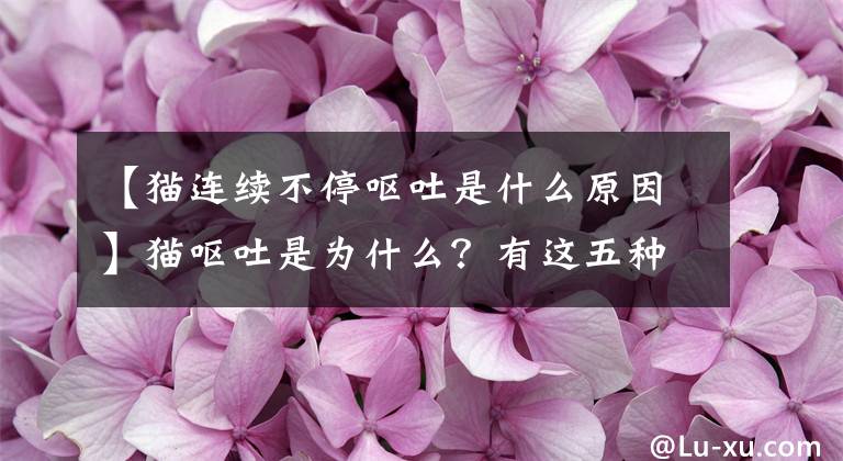 【猫连续不停呕吐是什么原因】猫呕吐是为什么？有这五种可能文章配图