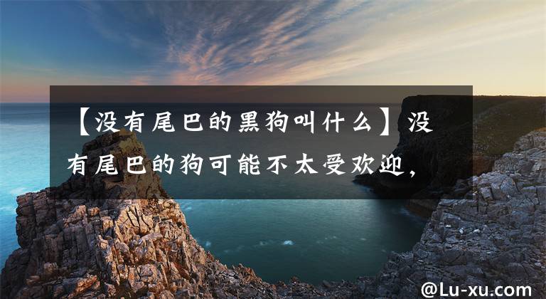 【没有尾巴的黑狗叫什么】没有尾巴的狗可能不太受欢迎，狗交朋友时尾巴的作用很大文章配图
