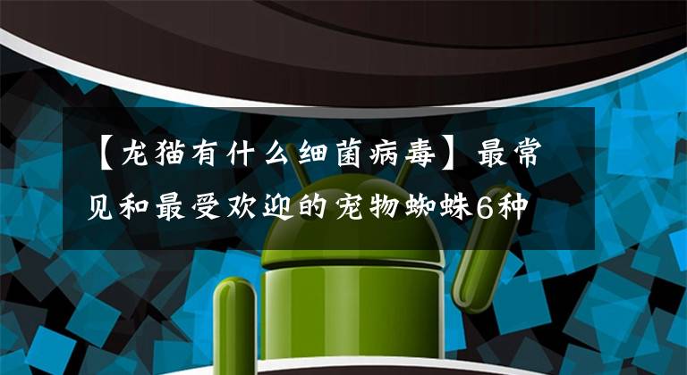 【龙猫有什么细菌病毒】最常见和最受欢迎的宠物蜘蛛6种文章配图