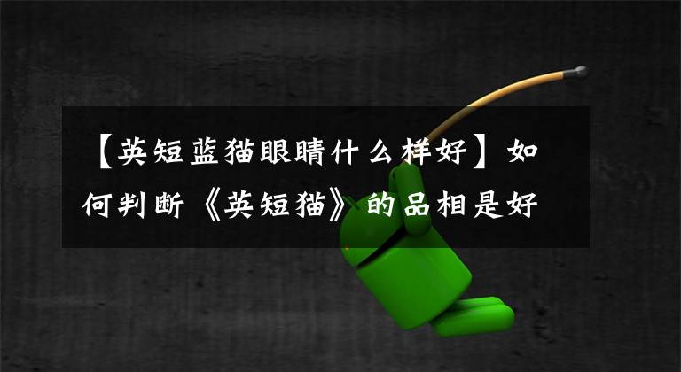 【英短蓝猫眼睛什么样好】如何判断《英短猫》的品相是好是坏？学会看这些部位，你就是专家文章配图