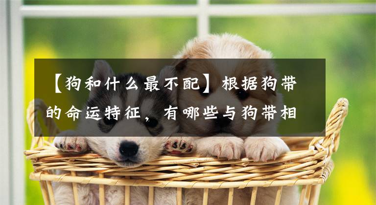 【狗和什么最不配】根据狗带的命运特征，有哪些与狗带相冲突的条带？文章配图