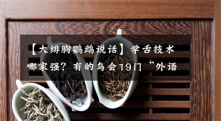 【大绯胸鹦鹉说话】学舌技术哪家强？有的鸟会19门“外语”，有的鸟参演过《赤壁》……