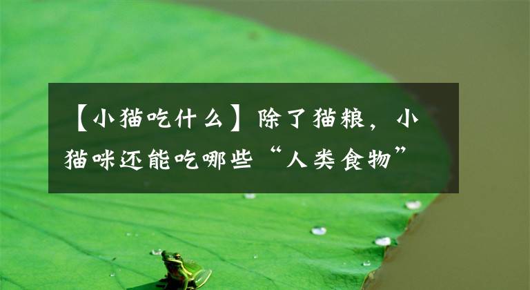 【小猫吃什么】除了猫粮，小猫咪还能吃哪些“人类食物”？收藏起来，不要乱喂哦文章配图