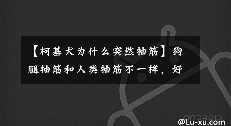 【柯基犬为什么突然抽筋】狗腿抽筋和人类抽筋不一样，好好学吧。