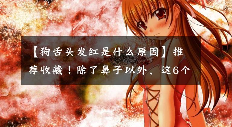 【狗舌头发红是什么原因】推荐收藏！除了鼻子以外，这6个关键点还可以判断狗的健康文章配图