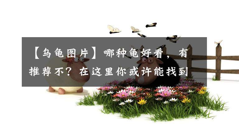 【乌龟图片】哪种龟好看，有推荐不？在这里你或许能找到答案