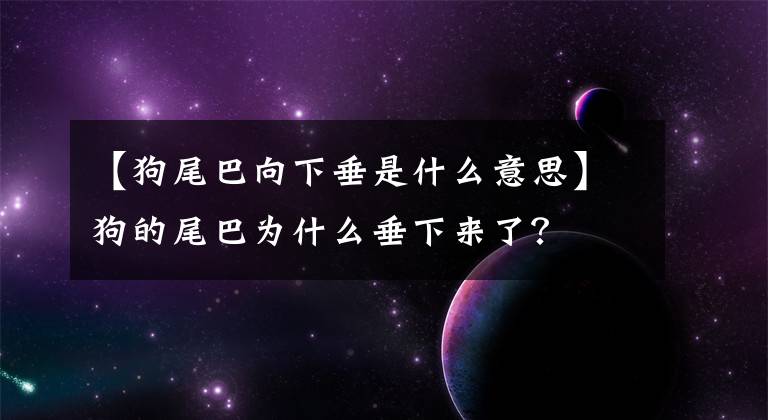 【狗尾巴向下垂是什么意思】狗的尾巴为什么垂下来了？