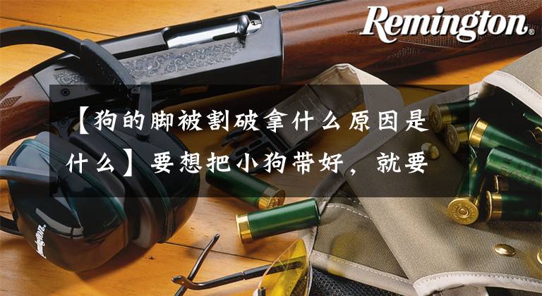 【狗的脚被割破拿什么原因是什么】要想把小狗带好，就要知道小狗的紧急常识，这样才能保证小狗的健康文章配图
