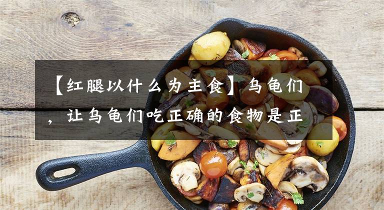 【红腿以什么为主食】乌龟们，让乌龟们吃正确的食物是正确的吗？文章配图