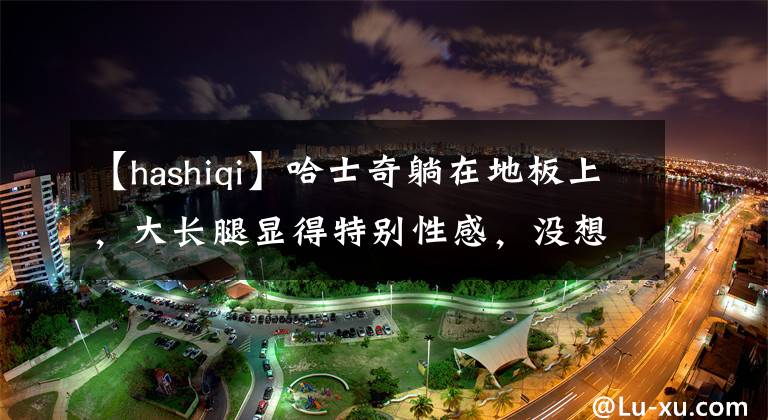 【hashiqi】哈士奇躺在地板上，大长腿显得特别性感，没想到你是这样的狗狗