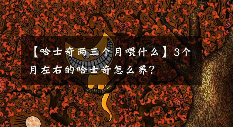 【哈士奇两三个月喂什么】3个月左右的哈士奇怎么养？文章配图