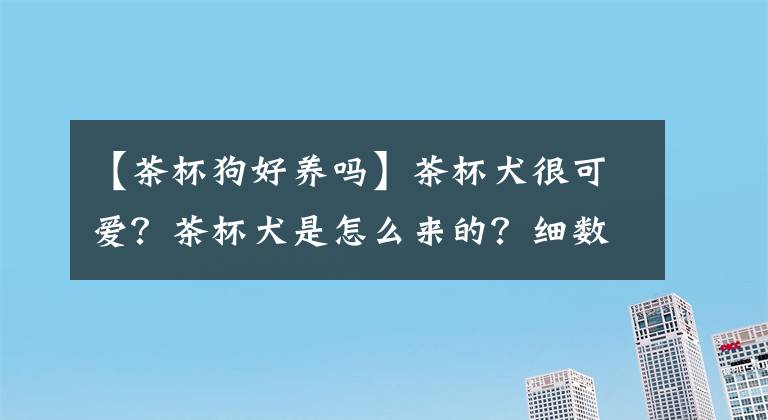 【茶杯狗好养吗】茶杯犬很可爱？茶杯犬是怎么来的？细数茶杯犬背后血泪史