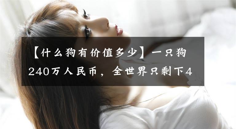 【什么狗有价值多少】一只狗240万人民币，全世界只剩下40多只，为什么国内只卖几百元？文章配图