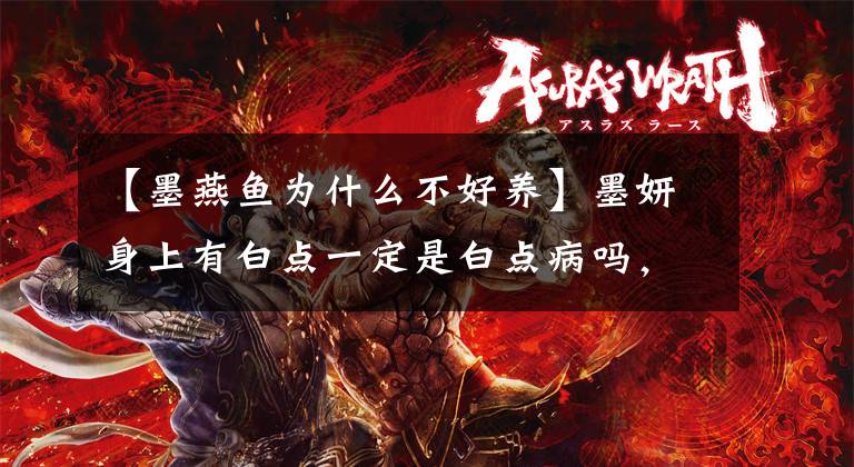 【墨燕鱼为什么不好养】墨妍身上有白点一定是白点病吗，那真的不一定！文章配图