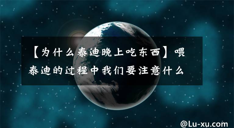 【为什么泰迪晚上吃东西】喂泰迪的过程中我们要注意什么？你知道多少？