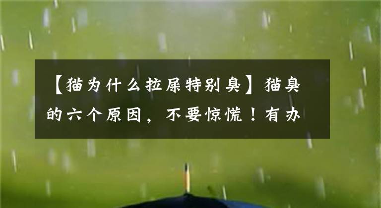 【猫为什么拉屎特别臭】猫臭的六个原因，不要惊慌！有办法解决文章配图