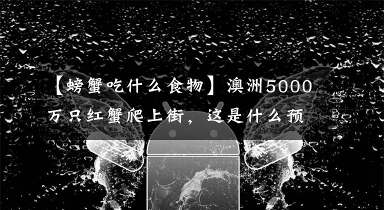 【螃蟹吃什么食物】澳洲5000万只红蟹爬上街，这是什么预兆？当地人为何不吃它们？