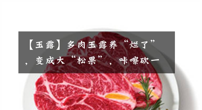 【玉露】多肉玉露养“烂了”，变成大“松果”，咔嚓砍一刀，冒出十几朵