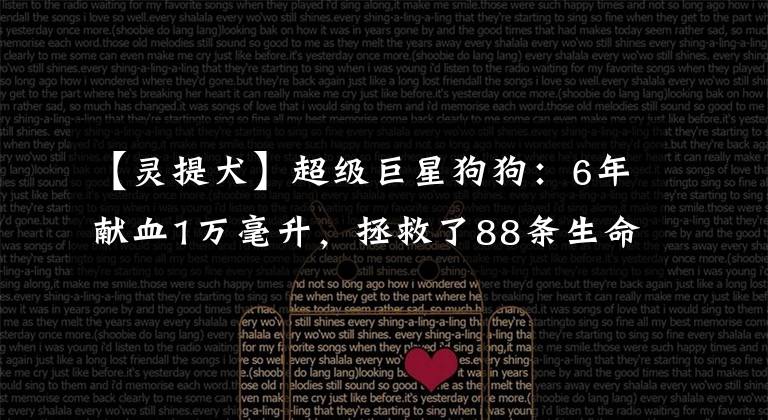 【灵提犬】超级巨星狗狗：6年献血1万毫升，拯救了88条生命