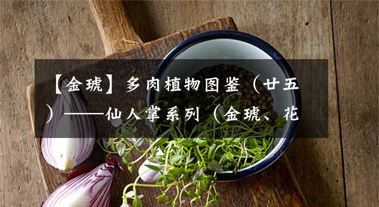 【金琥】多肉植物图鉴（廿五）——仙人掌系列（金琥、花盛球、黄毛掌等）