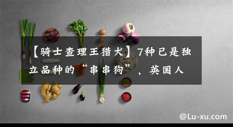 【骑士查理王猎犬】7种已是独立品种的“串串狗”，英国人最喜欢，卷卷毛几乎人人爱文章配图