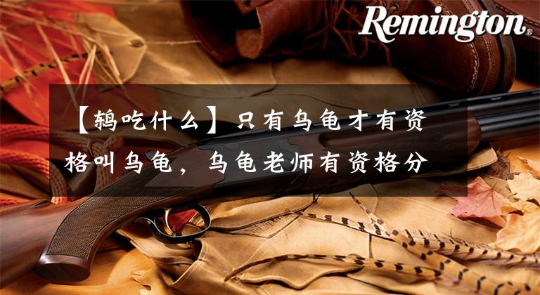 【鸫吃什么】只有乌龟才有资格叫乌龟，乌龟老师有资格分享干货，分享饲养乌龟的整个解决方案。(莎士比亚、乌龟、乌龟、乌龟、乌龟、乌龟、乌龟、乌龟)文章配图