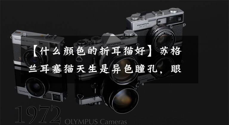 【什么颜色的折耳猫好】苏格兰耳塞猫天生是异色瞳孔，眼睛蓝色叫旁边的人可爱文章配图