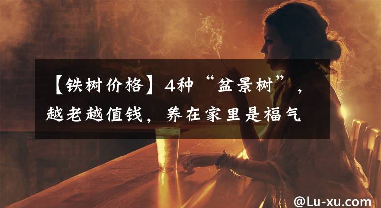 【铁树价格】4种“盆景树”，越老越值钱，养在家里是福气，看看你家有没有？